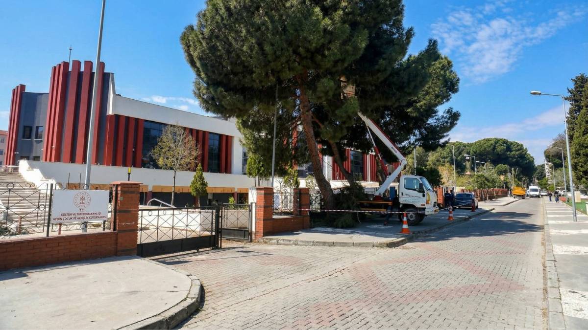 Efeler Belediyesinden yüksek çam ağaçlarına bakım