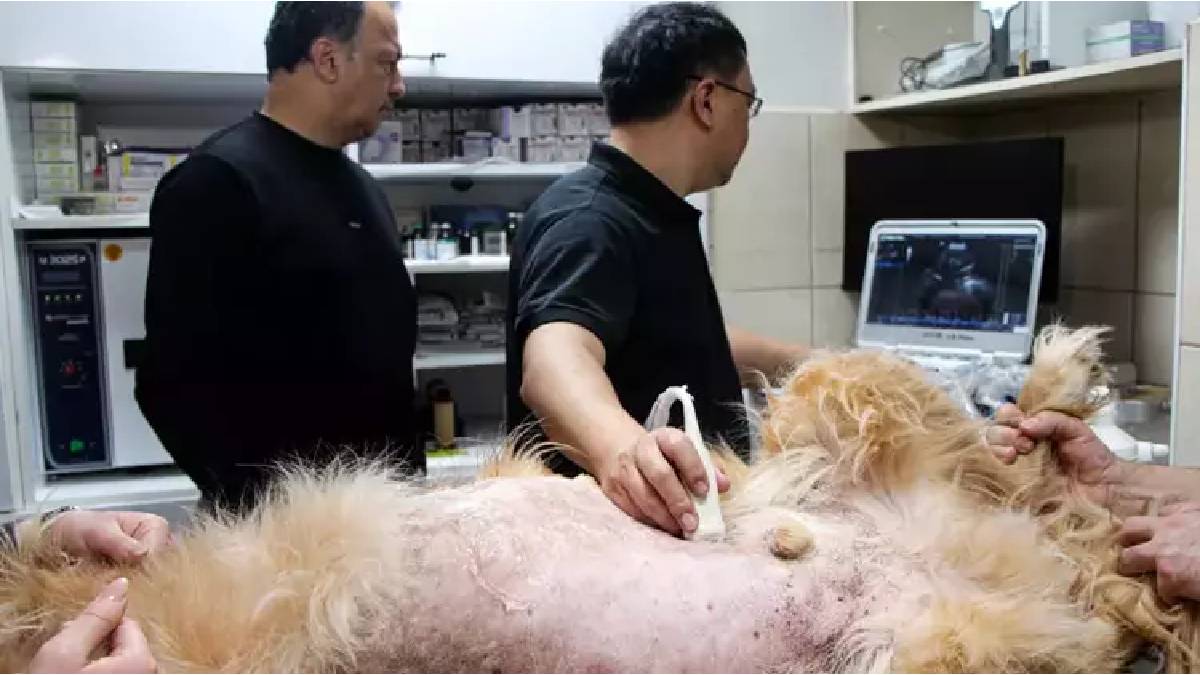 Yapay zekalı ultrason dönemi: Hayvan hastalıkları artık çok daha erken tespit ediliyor
