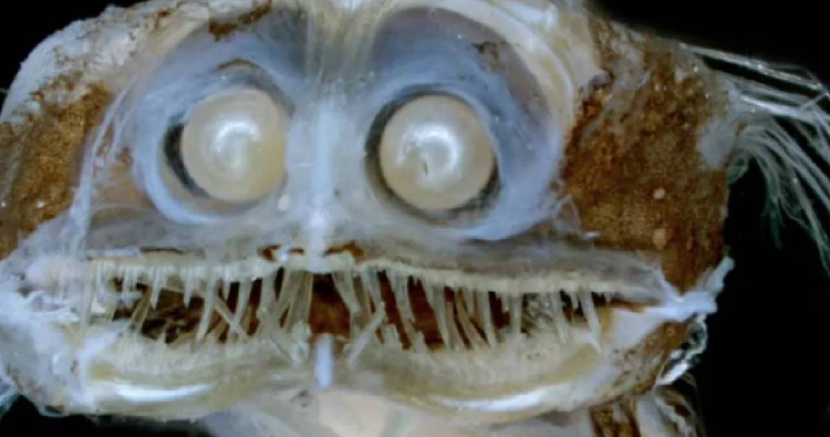 Okyanusun derinliğindeki hayalet: Teleskop balığı görenleri şaşırtıyor