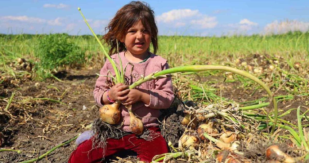 Yaz kış tüketiliyor, bir numaralı antibiyotik sınıfına giriyor! Hasadı başladı, kilosu 15 TL’ye satılacak