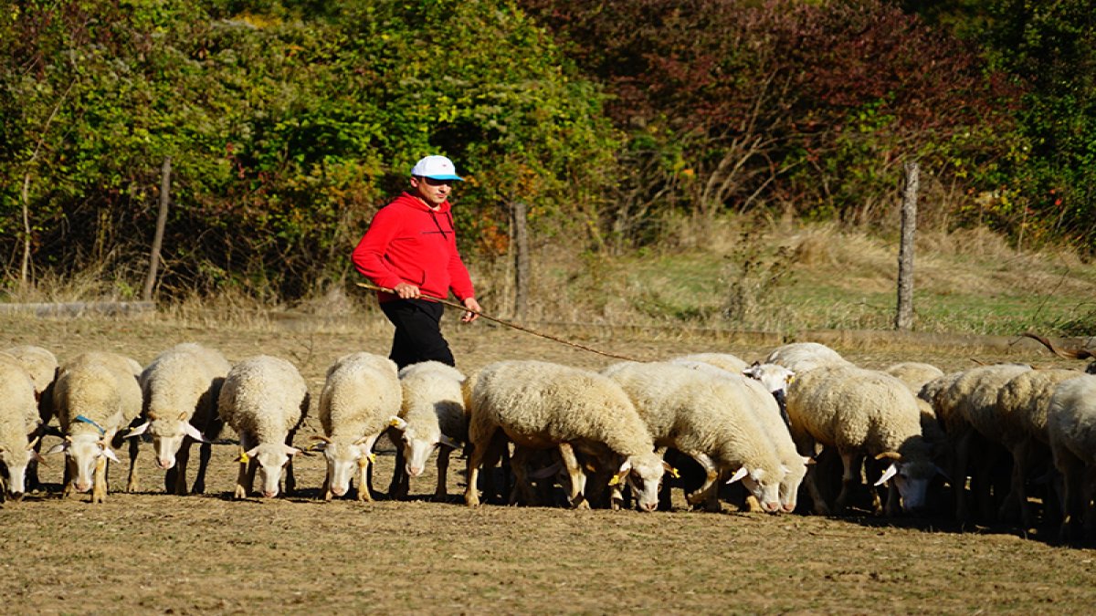 Maaşlı çiftçilik dönemi başlıyor: Bekara 2, evliye 3 asgari ücret desteği