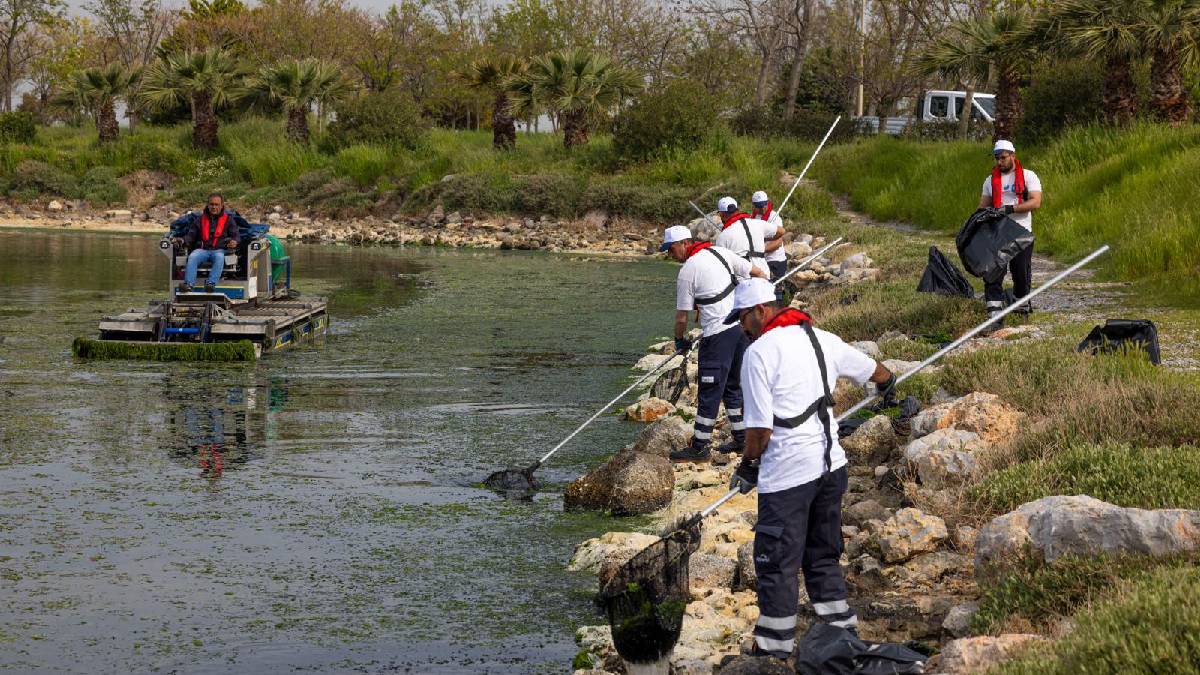Çakalburnu Lagünü’nden Körfez’e yayılan yosunlara yoğun müdahale