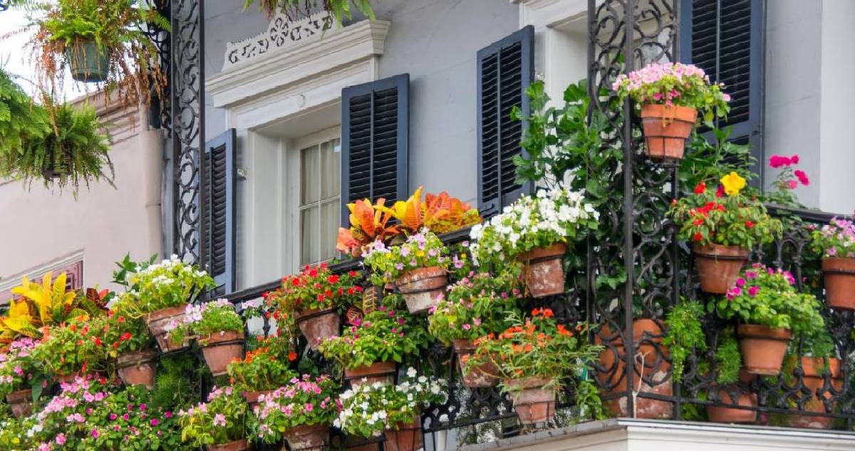 Nisan ayı bitmeden hemen dikin! Balkonunuzu tüm yaz çiçek bahçesine çevirecek 5 dayanıklı bitki türü…