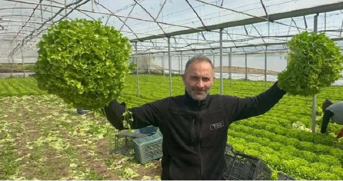Geçen yıl 5 TL’ye satılıyordu bu yıl 80 TL’ye yükseldi! Salataların olmazsa olması: Üretici mutlu tüketici dertli