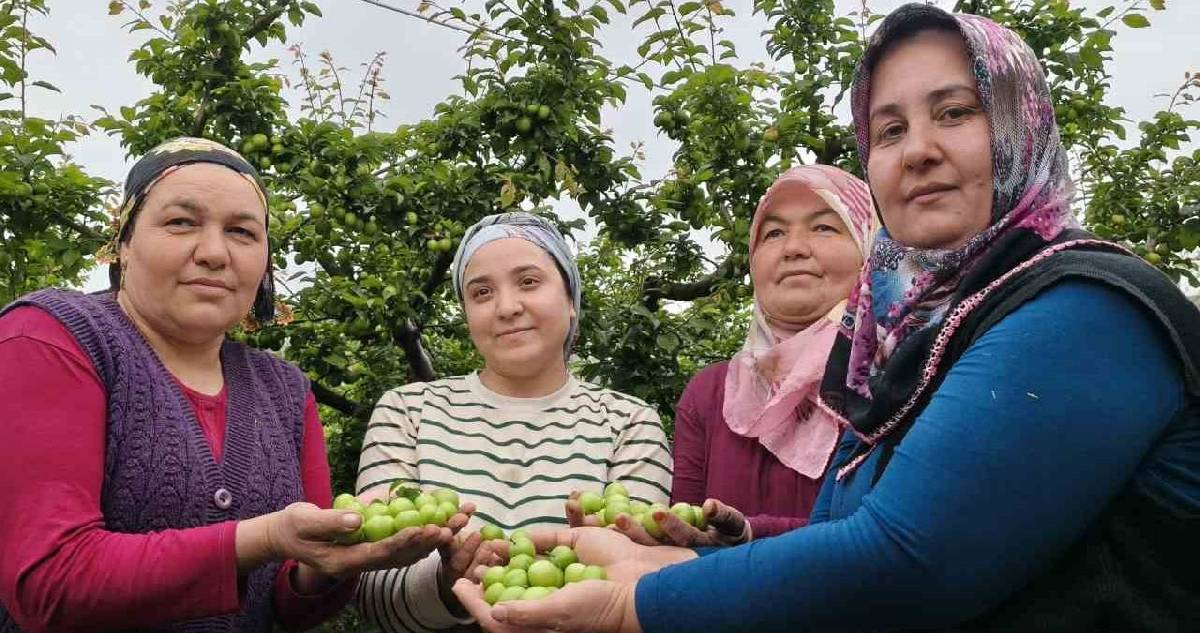 Mersin’de örtü altından sonra açıkta da başladı! Tezgahlar eriklerle bayram edecek: Fiyatı 200 TL’ye kadar düştü