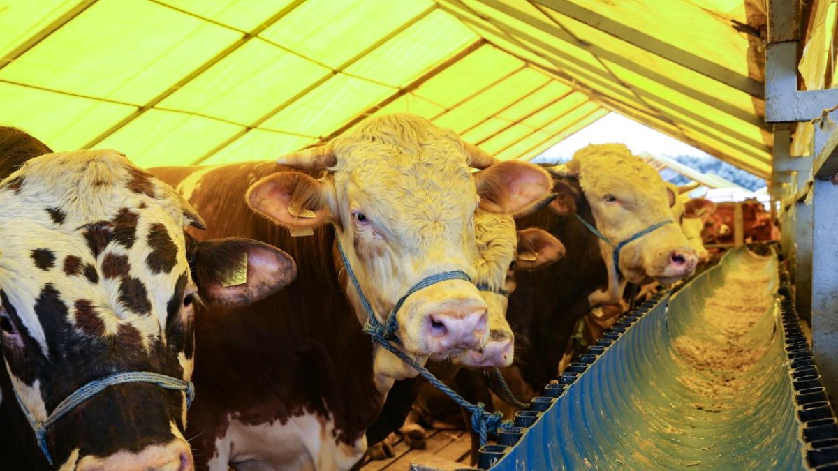 Kurbanlık fiyatları belli oldu: Büyükbaşlar 700 bin liraya kadar çıktı