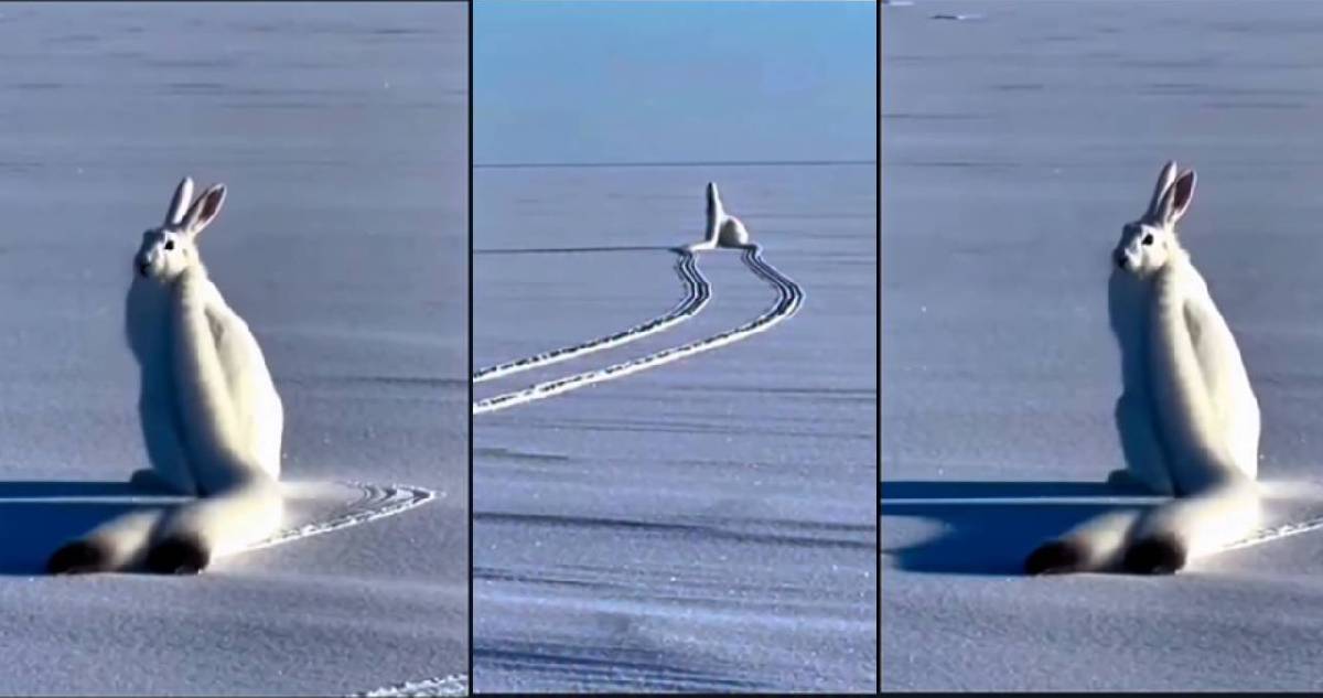 "Uzun kulaklı kar tavşanı" gerçek mi? Sosyal medyayı bu görüntüleri konuşuyor