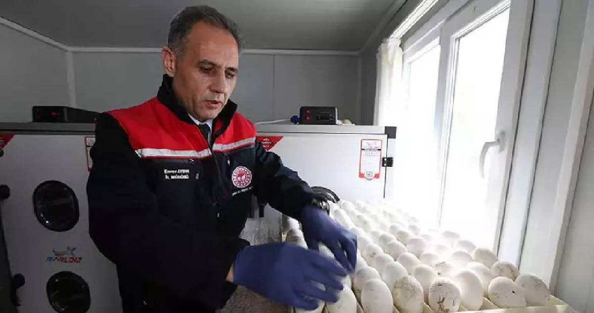 Sadece 1500 yumurtayla başladı, Kars’ta büyük adım atıldı! Yerli üretim için kollar sıvanıyor