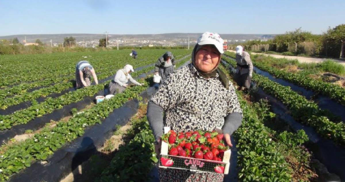 Silifke’de açıkta çilek hasadı başladı! Dubai ve Katar’a gönderiliyor, kilosu 90 TL’yi buluyor