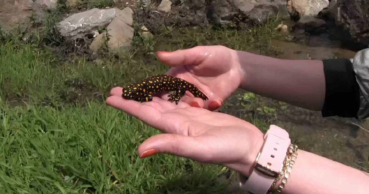 ‘Yağmur Gelini’ olarak biliniyor, baharla birlikte ortaya çıkıyor! Zarar vereni 557.212 TL para cezası bekliyor