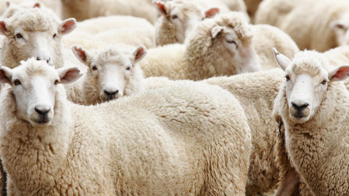 Vekalet yoluyla kurban kesim bedelleri belirlendi