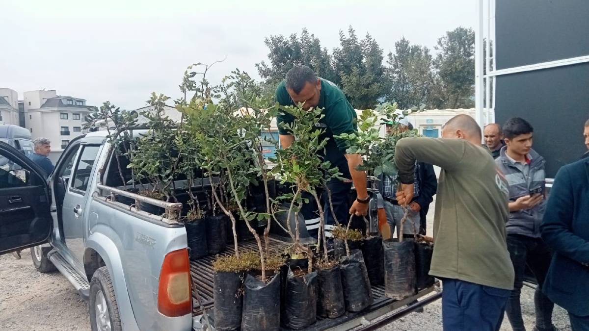 Alanya’nın coğrafi işaretli o ürününe destek: Büyükşehir, 5 bin keçiboynuzu fidanı üreticilerle buluşturuldu