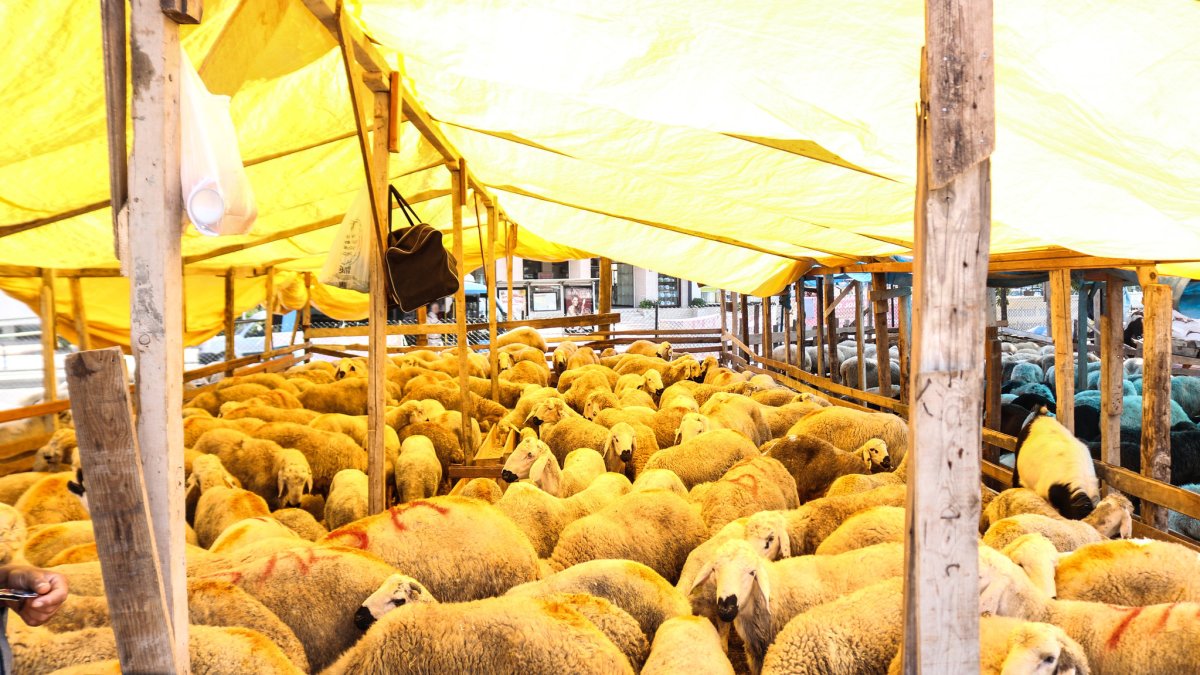 2026 yılı kurbanlık fiyatları ne olur? Küçükbaş, büyükbaş kurbanlık canlı kilo ve hisse fiyatları kaç TL