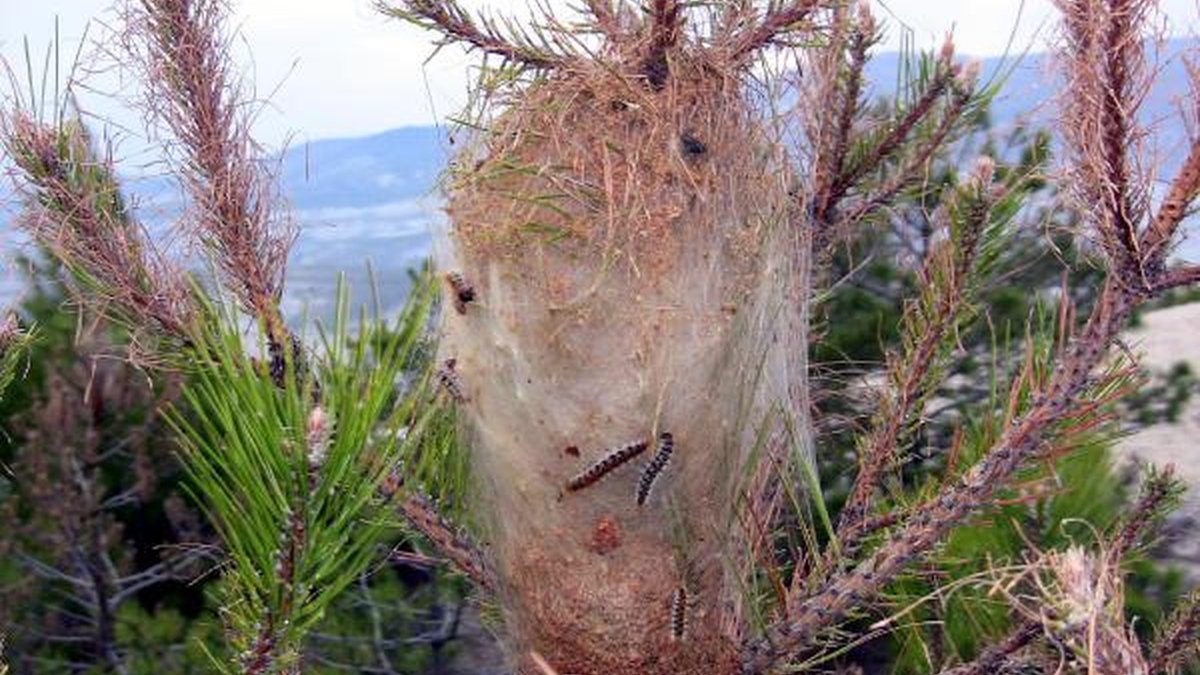 Çam kese tırtılı zararları neler temas edince ne olur? Köpeklerde ve insanda alerji belirtileri