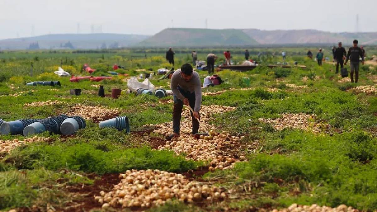 Amik Ovası’nda turfanda hasat başladı: 122.000 tondan fazla rekolte bekleniyor