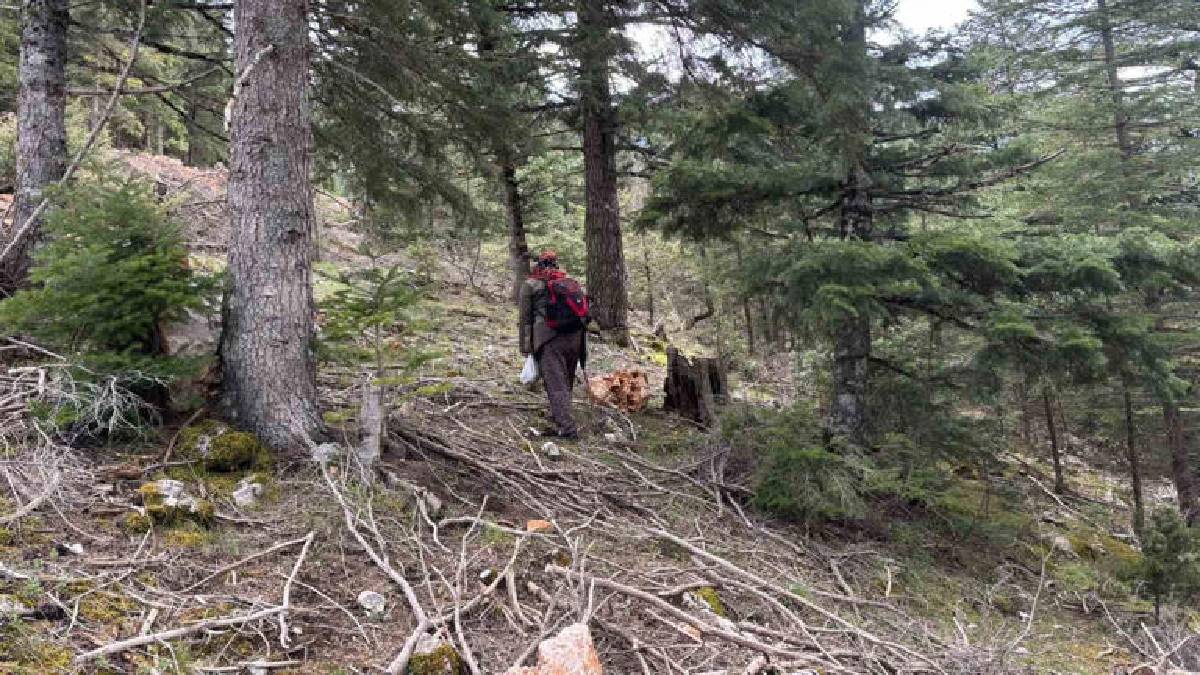 Halk arasında ‘göbek’ diye biliniyor, 1.800 rakımdan toplanıyor: Kilosu 1500 TL!