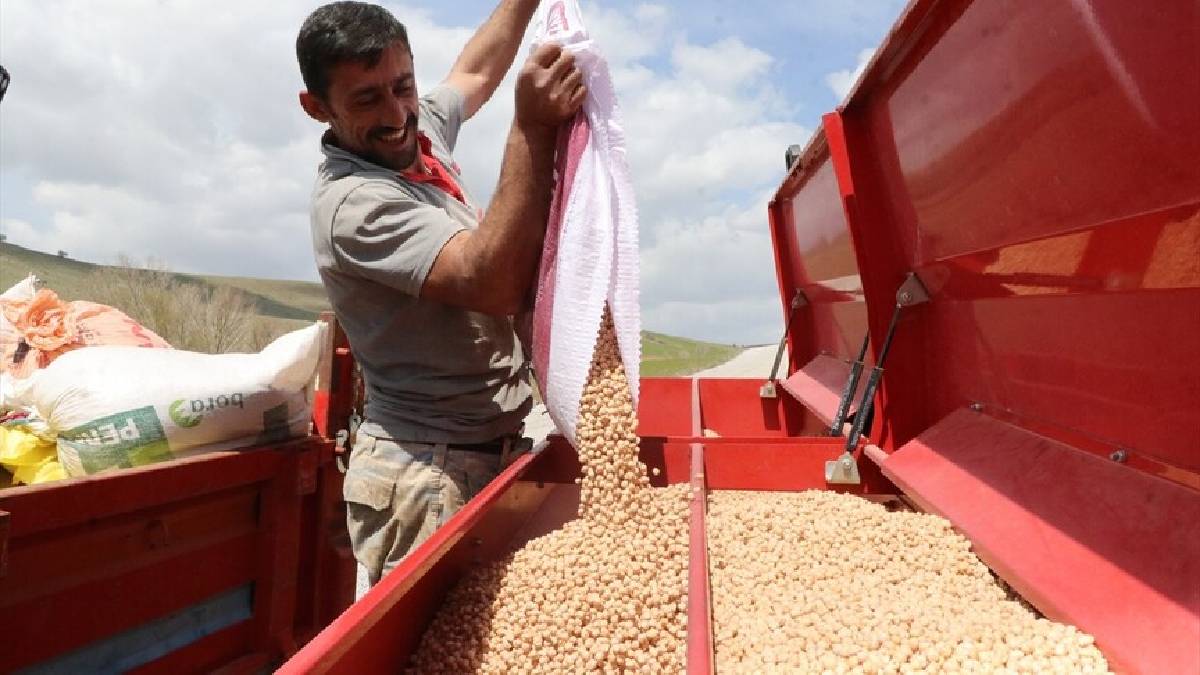 Yağışlar çiftçiyi umutlandırdı: Nohutta rekolte beklentisi arttı