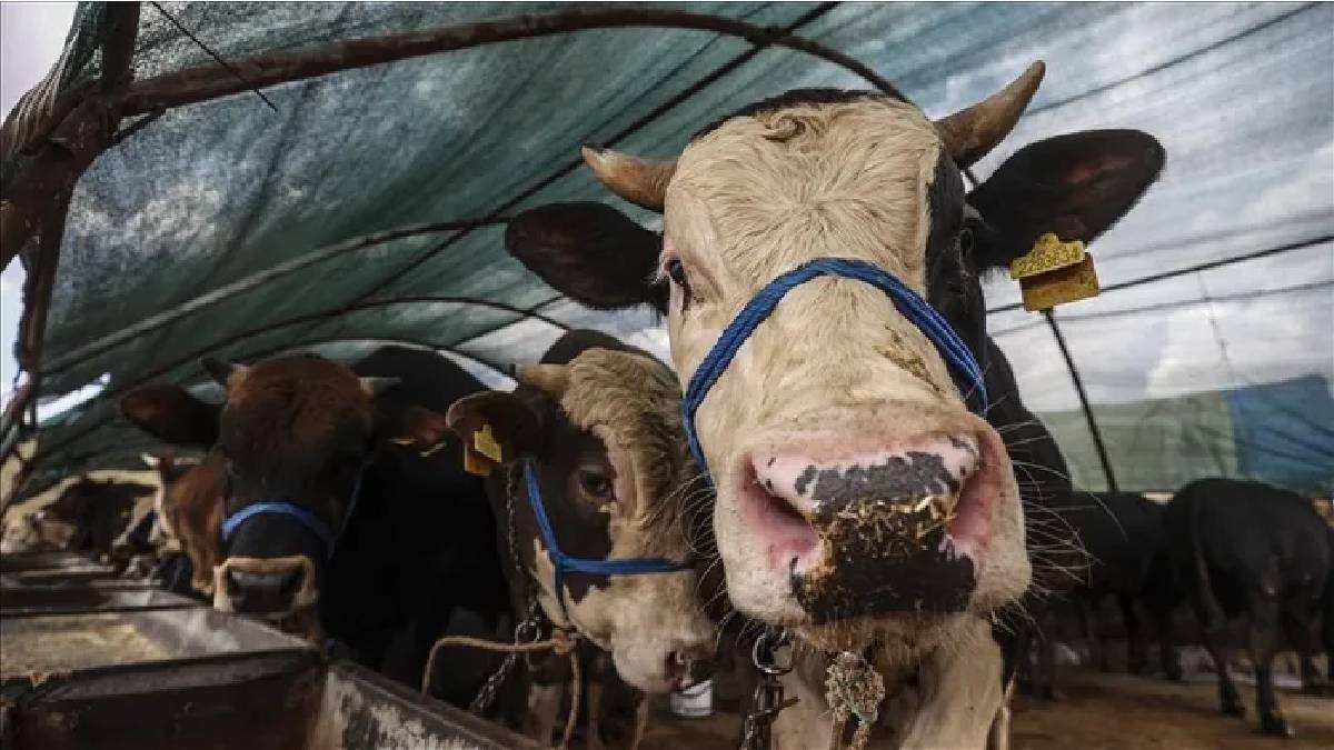 Kurbanlık seçerken ‘dolandırıcılara’ dikkat: ‘Ucuz kurban’ vaadi cebinizi vurmasın!
