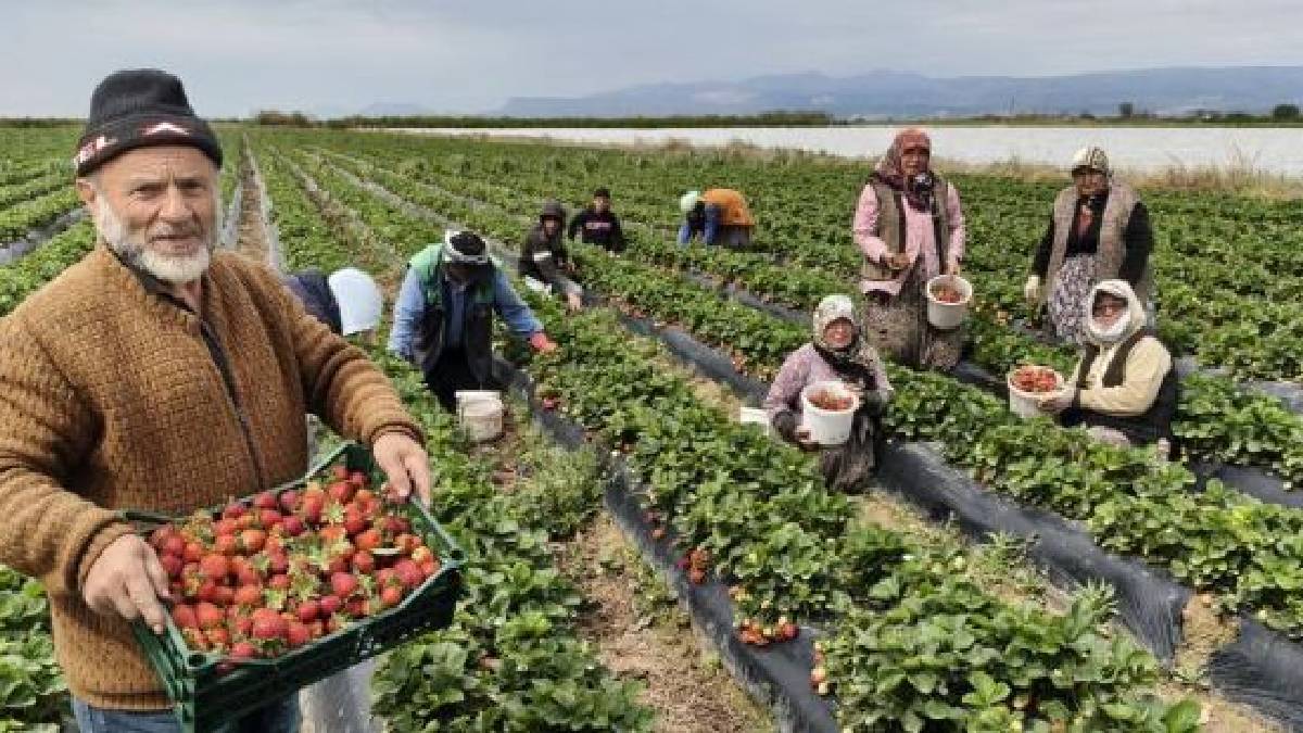 Mersin’de hasat ediliyor, uçak kargoyla Dubai ve Katar’a yollanıyor: Kilosu 75 TL