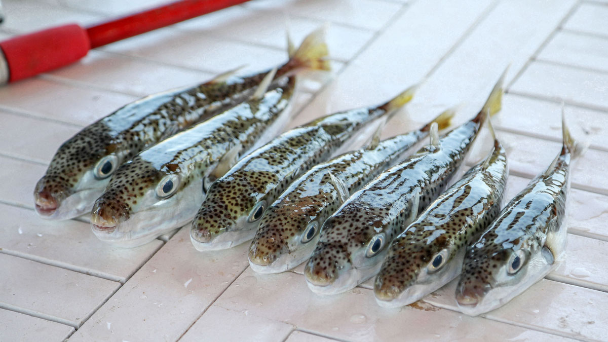 Balon balığı avında rekor artış: 665 bin avlandı