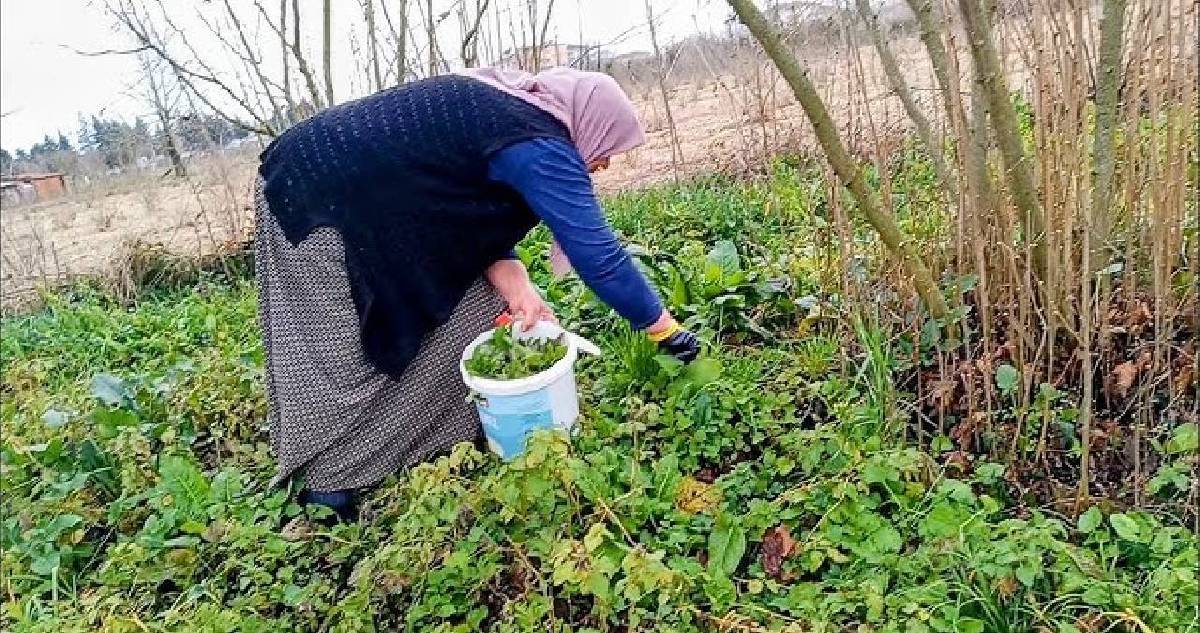 Parkta bahçede üzerine basıp geçiyoruz, şifasını bilmiyoruz! Dokunanı yakar ama tam bir ecza dolabı