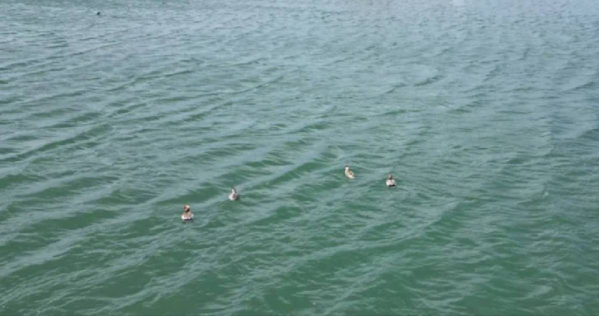 Sivas’ta 8 tane görüldü, herkes sevince büründü! ‘Kalmaları için elimizden geleni yapıyoruz