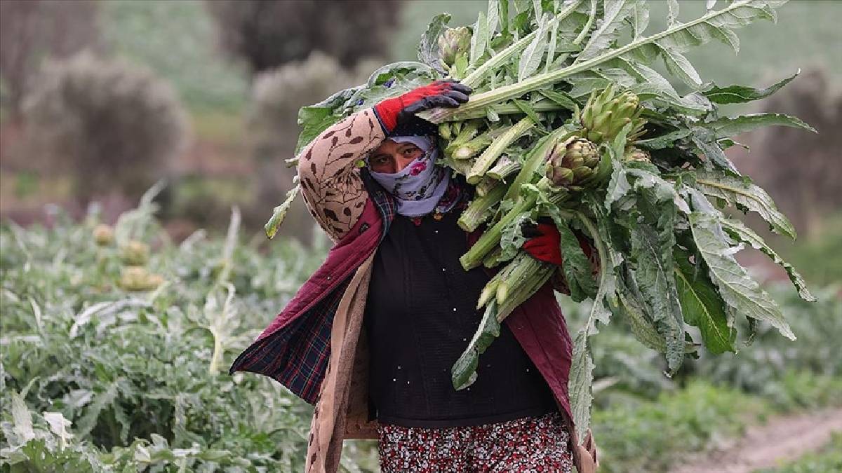 Kilosu değil tanesi 400 TL: 3 ülke kontratlar için sıraya girdi bile