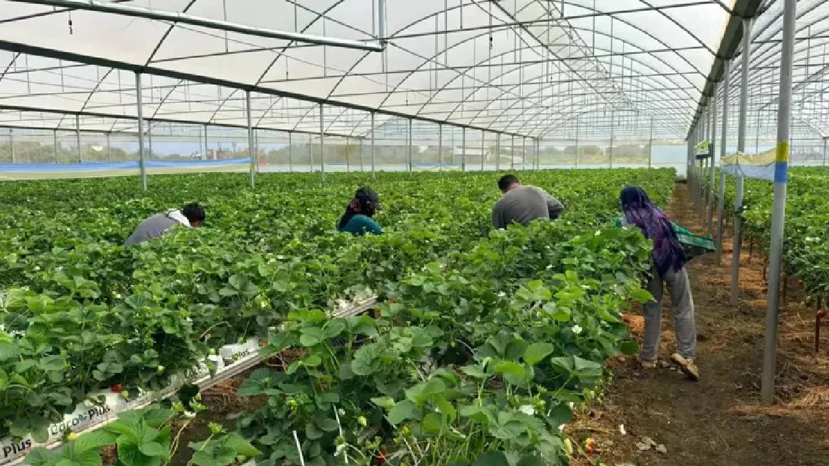 Serik’te kurduğu tesiste üretime başladı: Avrupa ve Asya ülkeleri kasa kasa alıyor