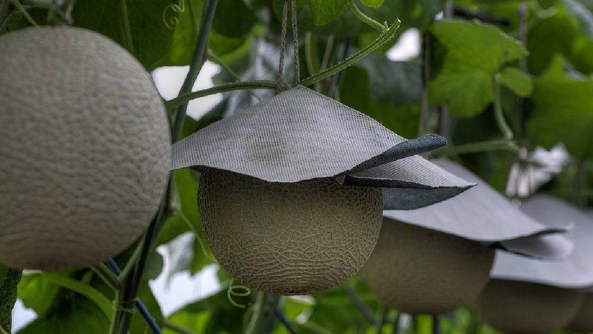 Özel seralarda sıcaklığı takip edilerek yetiştiriliyor: Tanesi 28.000 TL’den satılıyor