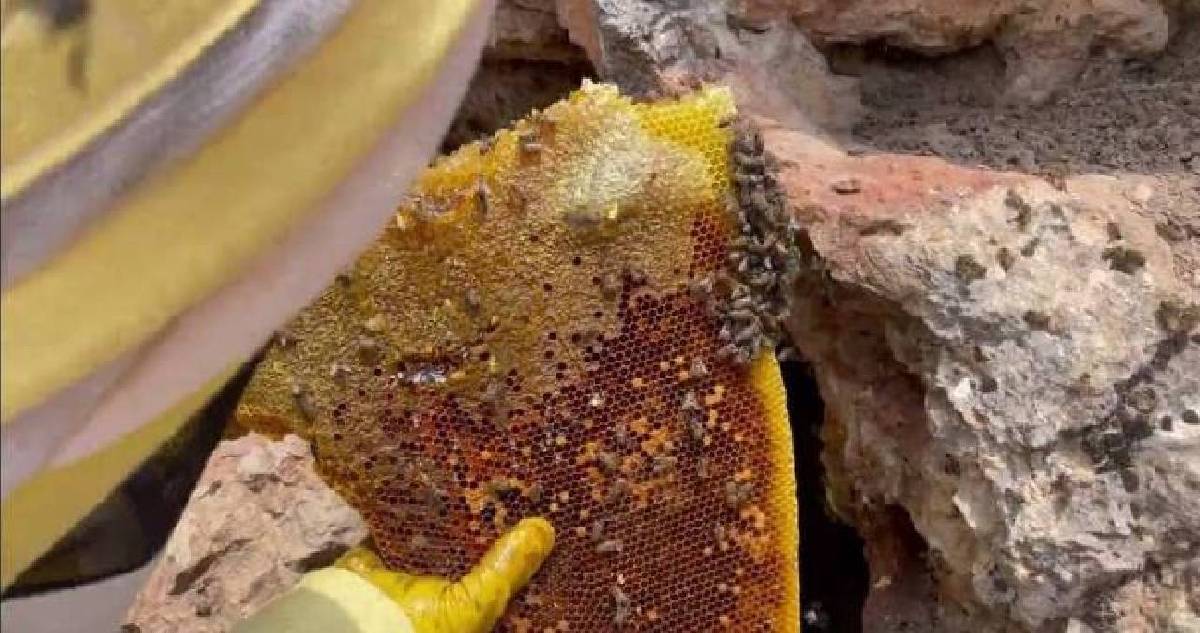 Karadeniz'in iki yüzlü hazinesi: Şifa kaynağı Anzer ve tarihin seyrini değiştiren 'Deli Bal'