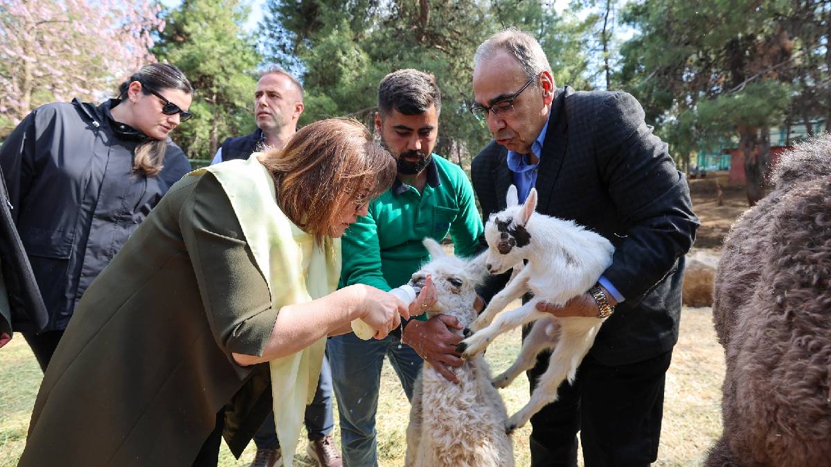 Türkiye’de doğan ilk zürafa yavrusu, Gaziantep Doğal Yaşam Parkı’nda!