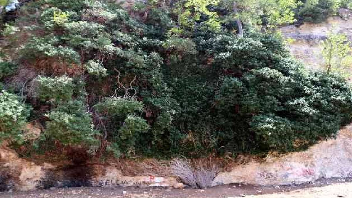 4.000 yıldır zamana direniyor: Türkiye’nin en yaşlı ikinci canlısı koruma altında hayata tutunuyor