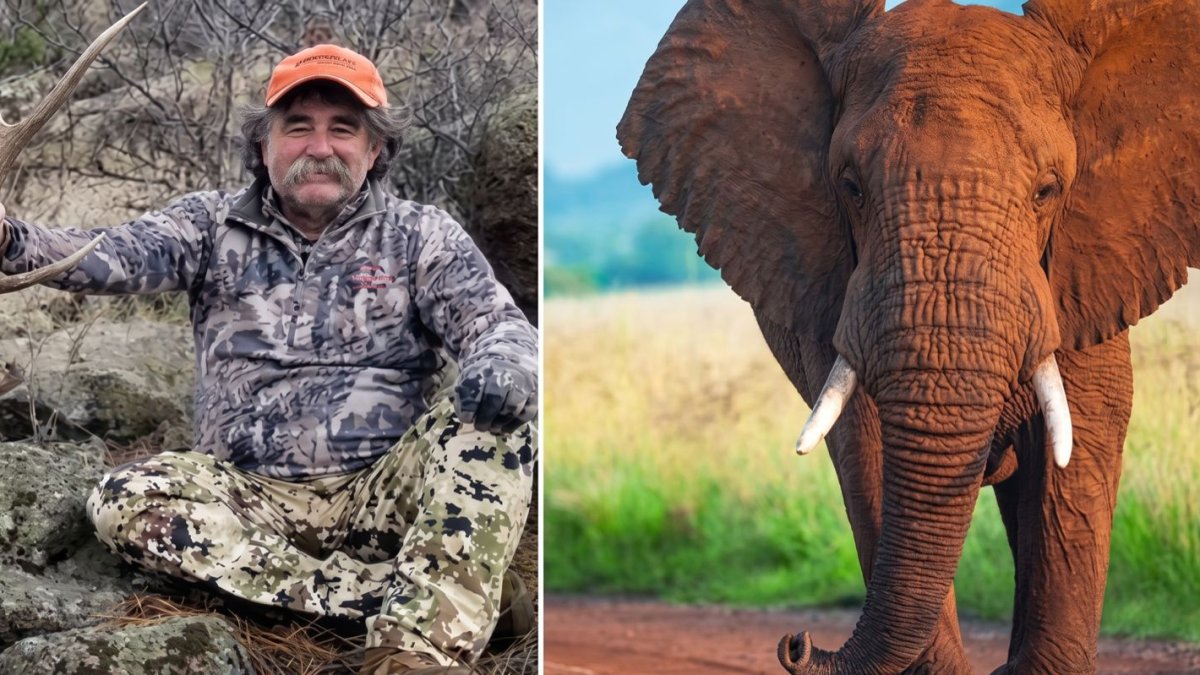 ABD'li milyoner avcının feci sonu: Filler ezerek öldürdü