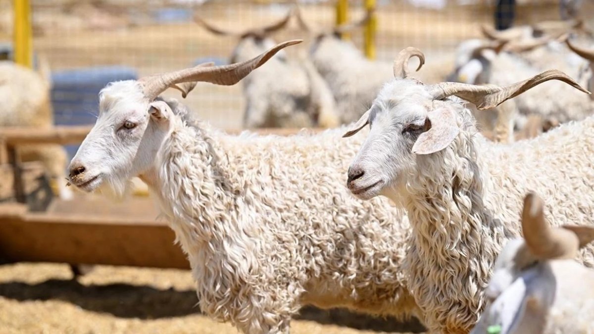 Yurt içi maliyetler yurt dışının 2,5 katına çıktı: Kurban fiyatları asgari ücretle yarışıyor