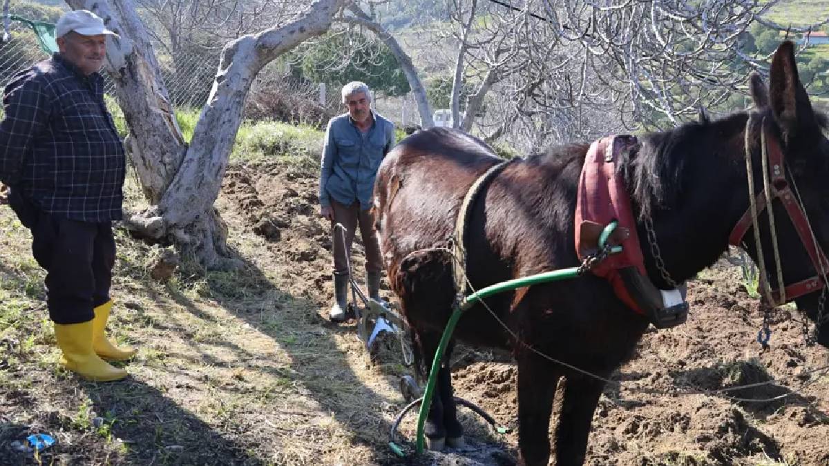Köyün en genci 50 yaşında: Genç nüfus kalmaması en büyük sorunları
