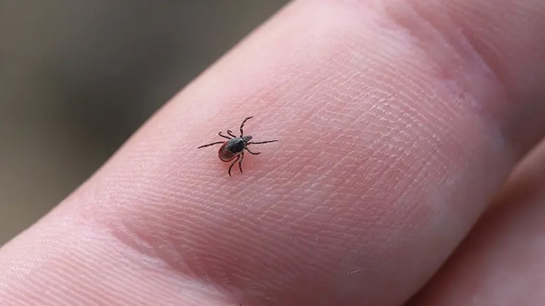 Tokat'ta kene kabusu can aldı