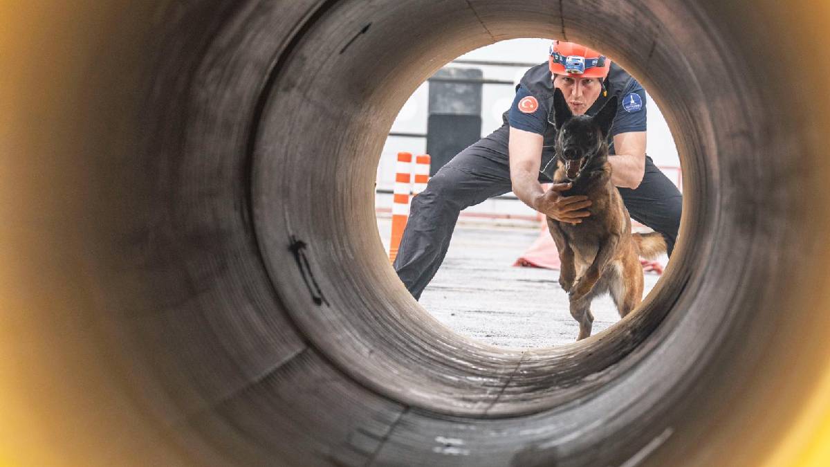 Barınaktan kahramanlığa... Momo enkaz için eğitiliyor