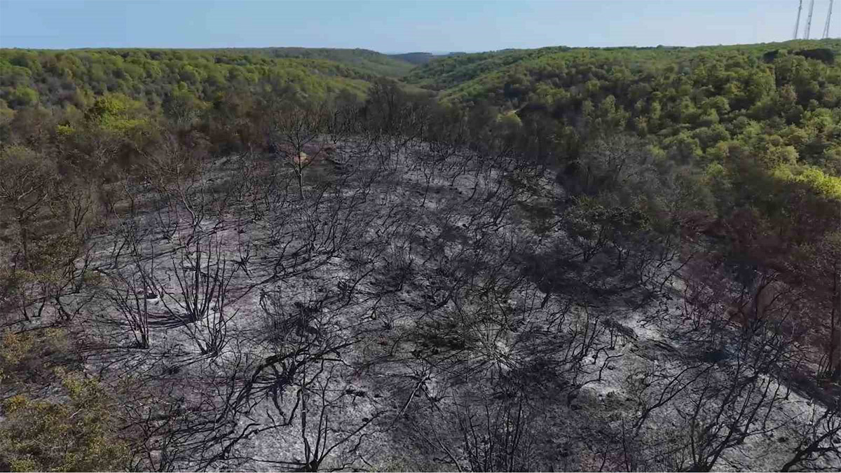 Beykoz yangınında ağır bilanço: 9 saatte kontrol altına alındı, 14 hektar yandı