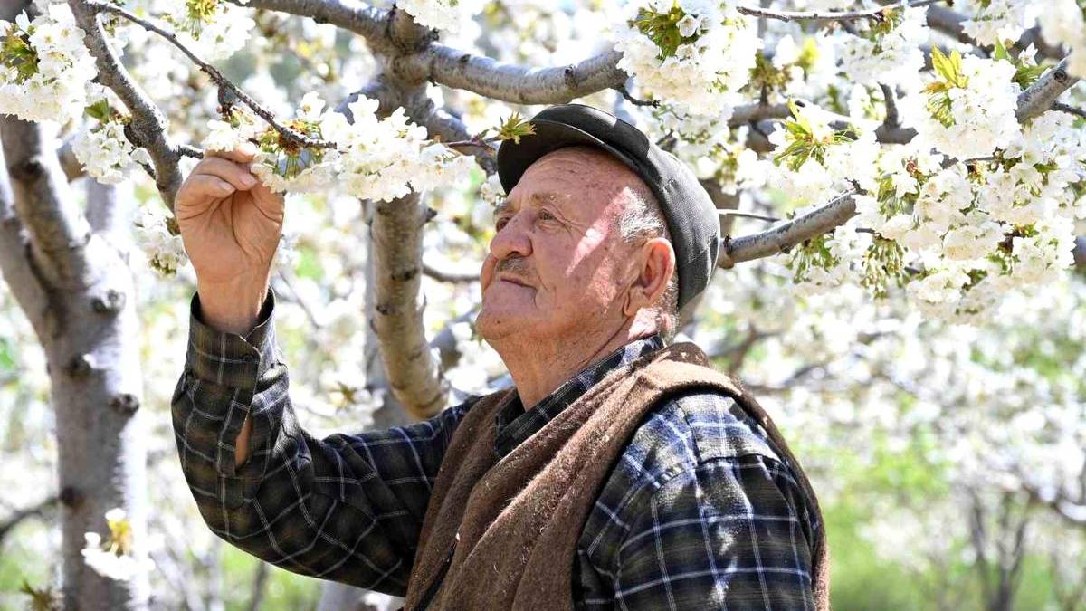 800 bin ağaç çiçek açtı: Bu yıl 20.000 ton rekolte bekleniyor