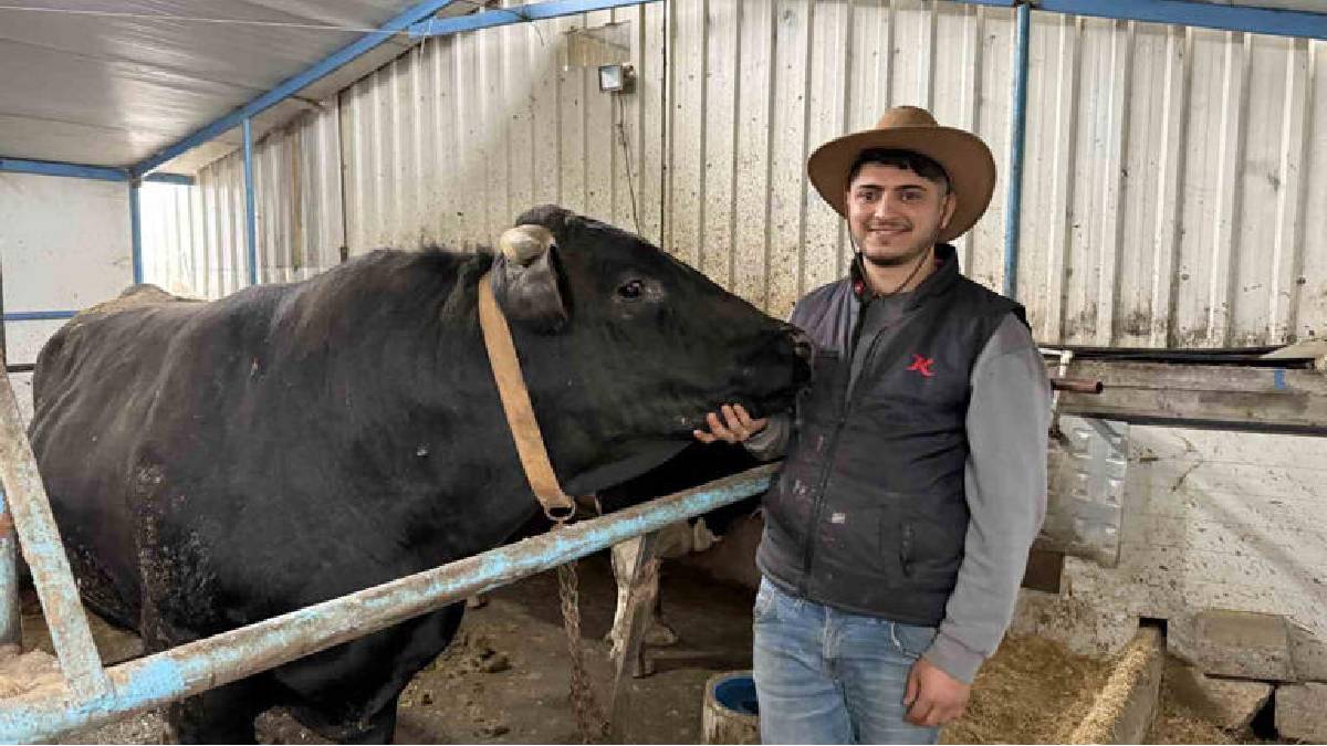 Cüsseleri ve fiyatlarıyla pazarın gözdesi oldular: Tonluk tosunlar özel programlarla besleniyor