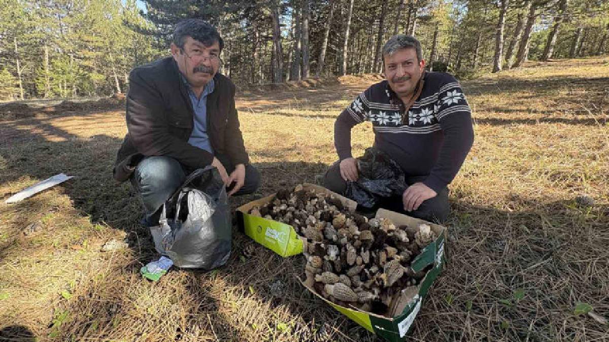 Kilosu 1.000 TL’den ormanları süslüyor: Vatandaş ormana akın ediyor