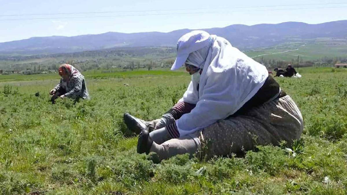 Sezon başladı, kadınlar yeşilliğe çıktı: Bıçak yardımıyla tek tek toplanıyor