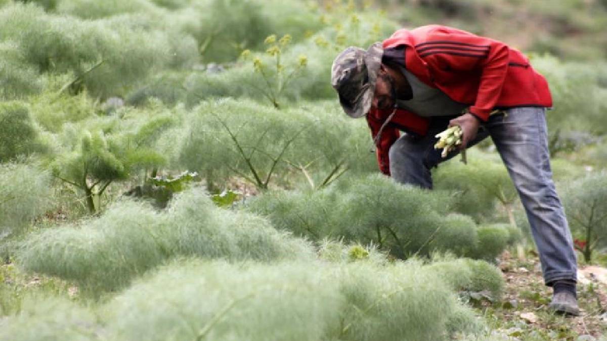 3.000 rakıma kadar yetişiyor: Tepelerden tek tek toplanıp 300 TL’ye satılıyor