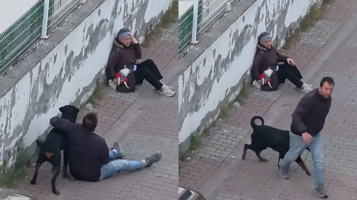 Ümraniye'de dehşet! Ağızlıksız köpek, küçük ırk köpeğe saldırdı