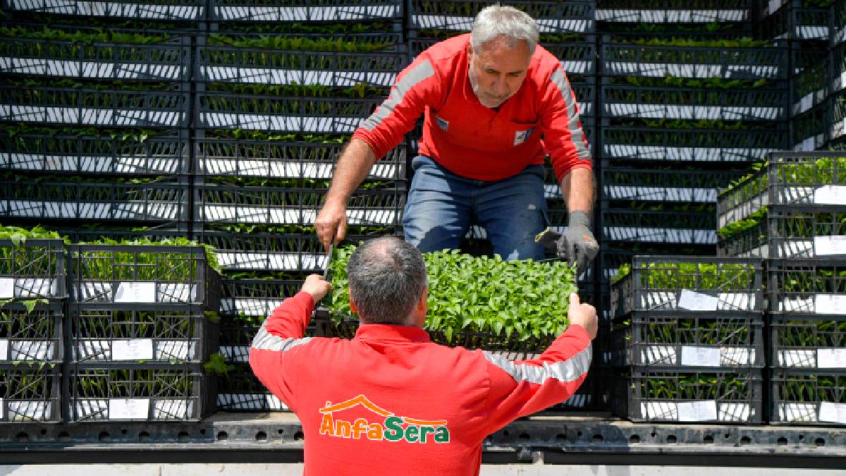 Ankara’da çiftçiye büyük destek: 8 ilçede 624 bin 120 adet erkenci sebze fidesi dağıtıldı