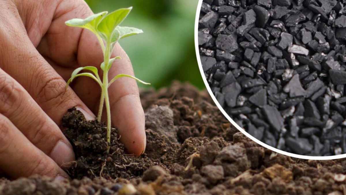 Ev bitkilerinde 'kömür' çılgınlığı: Gerçekten işe yarıyor mu yoksa boşuna mı para harcıyoruz