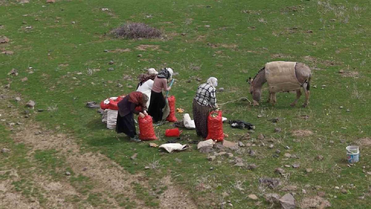 Tüccarlar kilosunu 50 TL’den alıyor: Köylünün geçim kaynağı haline geldi