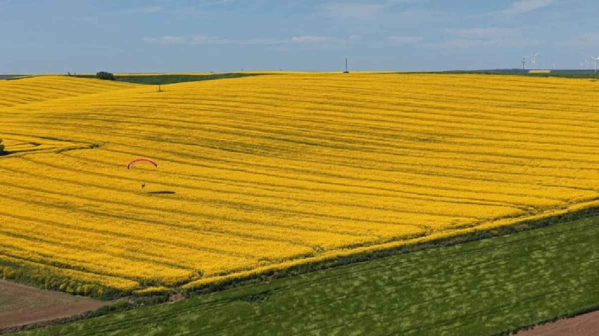 Adeta sarı bir denizi andırıyor: Kartpostallık görüntüler Tekirdağ'dan
