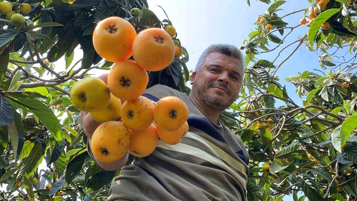 İç pazarda 100 TL, dış pazarda 4 dolar: Mersin'de "Sarı altın" için hasat saati geldi