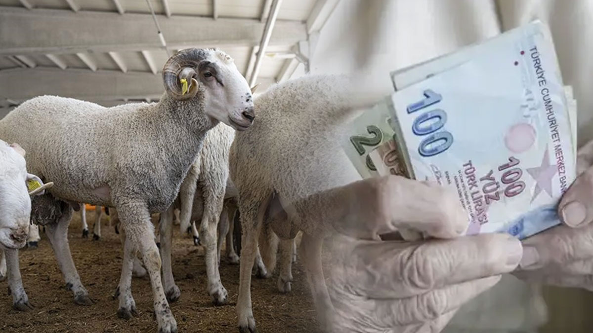Emekliye kurbanlık hayal oldu: 2018'de "tam koç" alınan ikramiye, 2026'da "5 kilo kıyma" ediyor